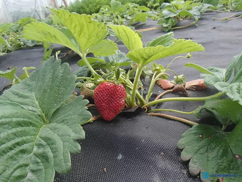 Мульчирующий почво-укрывной материал пр. Турция пл. 50 гр/м2