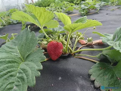 Tuproqni qoplaydigan materialni mulchalash Agrospan