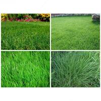 Семена газона "SHADEMASTER XOT" - от {0} сум