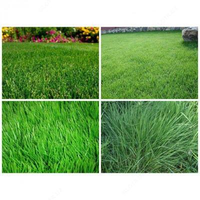 Семена газона "SHADEMASTER XOT" - 85 000 сум / кг.