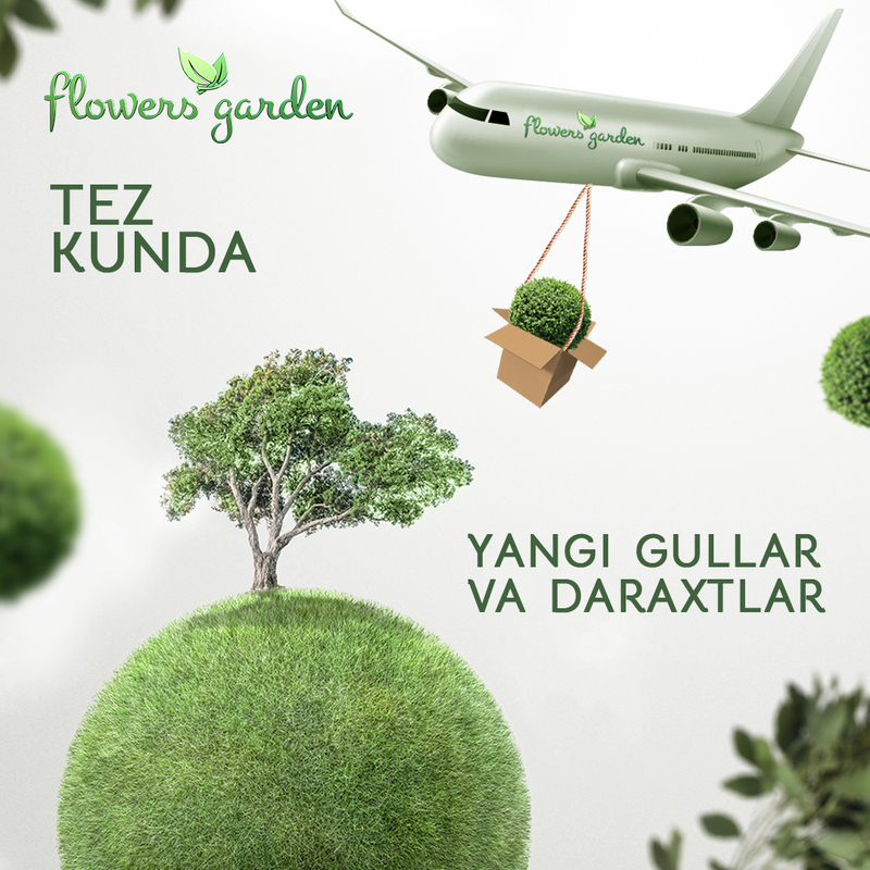 Скоро...Новое поступление декоративных деревьев и цветов