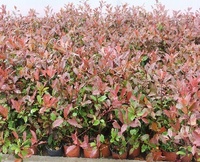 Кустарник фотиния Фразера Robusta Compacta 12