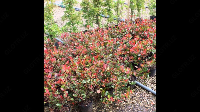  Кустарник фотиния Фразера Robusta Compacta 12 - 