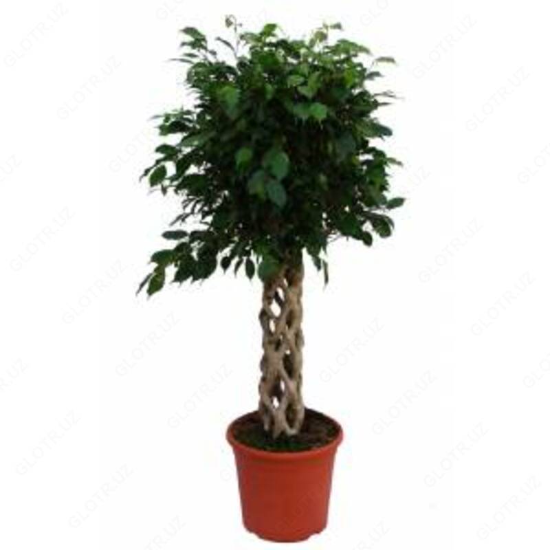  Растение Ficus Benjamin Sutun Orgu 45 cm - 