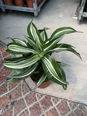 Драцена green white - Цена по запросу