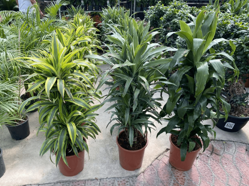 Драцена микс 001 - по запросу