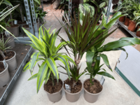 Драцена микс 002