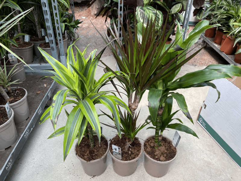 Драцена микс 002 - по запросу