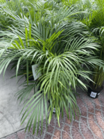 Дипсис желтоватый (черный горшок) - по запросу