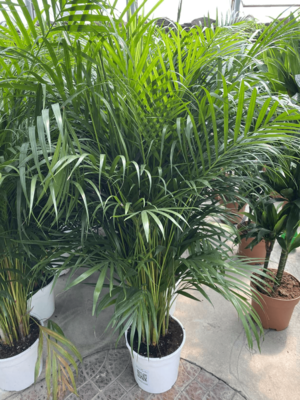 Дипсис желтоватый (белый горшок)