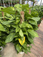 Эпипремнум - по запросу