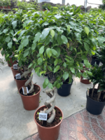 Ficus Benjamin 2 Bug 'speral