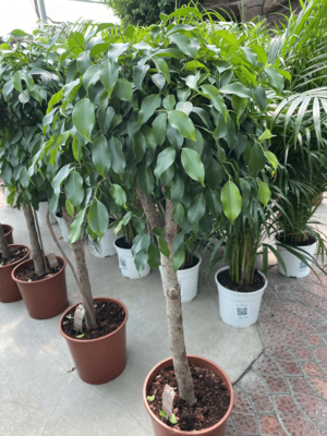 Фикус Бенджамина 1 Steam - Цена по запросу