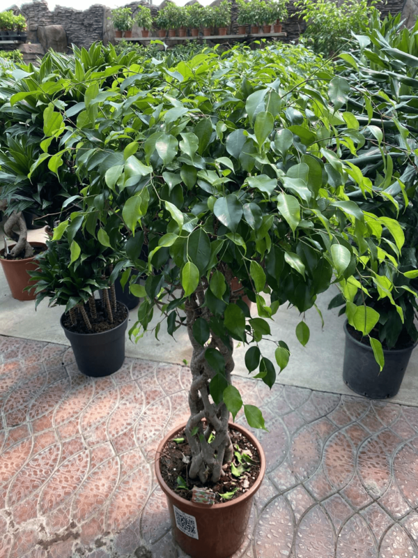 Ficus Benjamina ekzotik