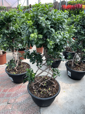 Фикус Бенджамина Гинсенг - Цена по запросу