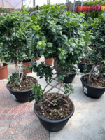 Фикус Бенджамина Гинсенг - по запросу