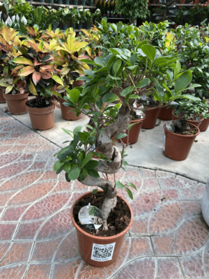 Фикус Микпркарпа Гинсенг - Цена по запросу