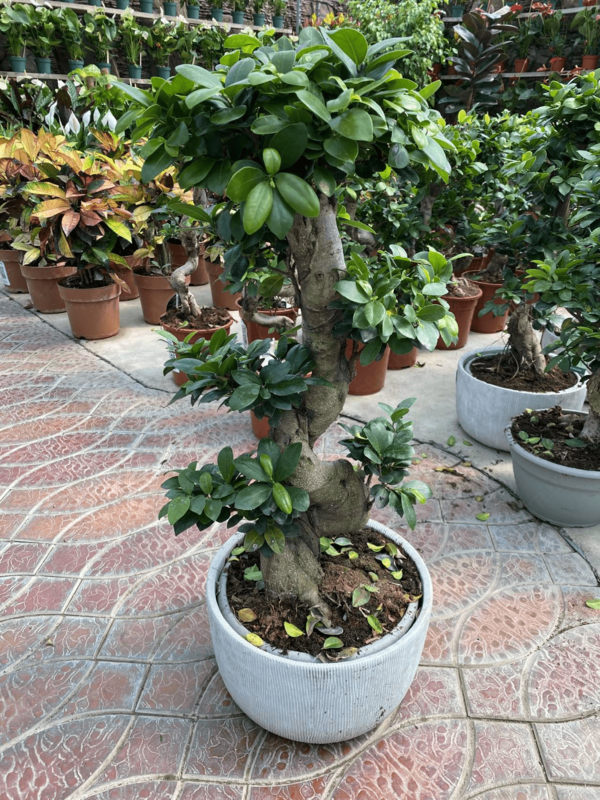 Фикус Микпркарпа S Гинсенг