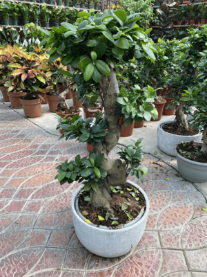 Фикус Микпркарпа S Гинсенг - Цена по запросу