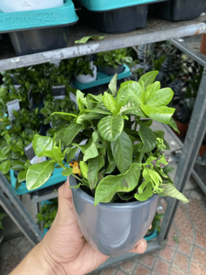 Gardenia yasemin (kesh-pot) - Narx so&#039;rov asosida