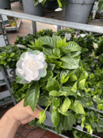 Gardenia yasemin (plastik)