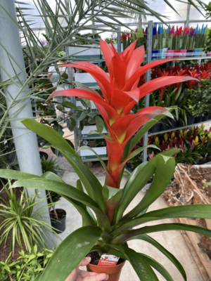 Гузмания Аморетто