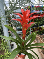 Гузмания Аморетто - по запросу