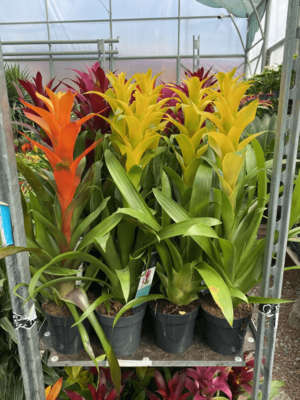 Guzmania Mix
