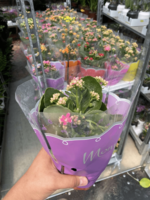 Каланхоэ Каландива Микс