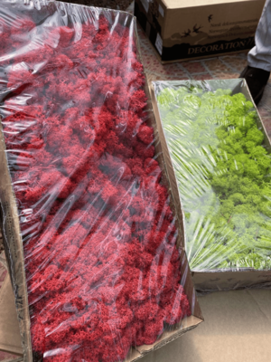 Леукобриум сизый (мох)