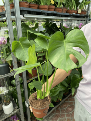 Мрнстера деликатесная 001