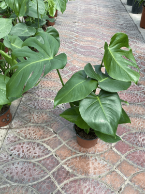 Монстера деликатесная 002