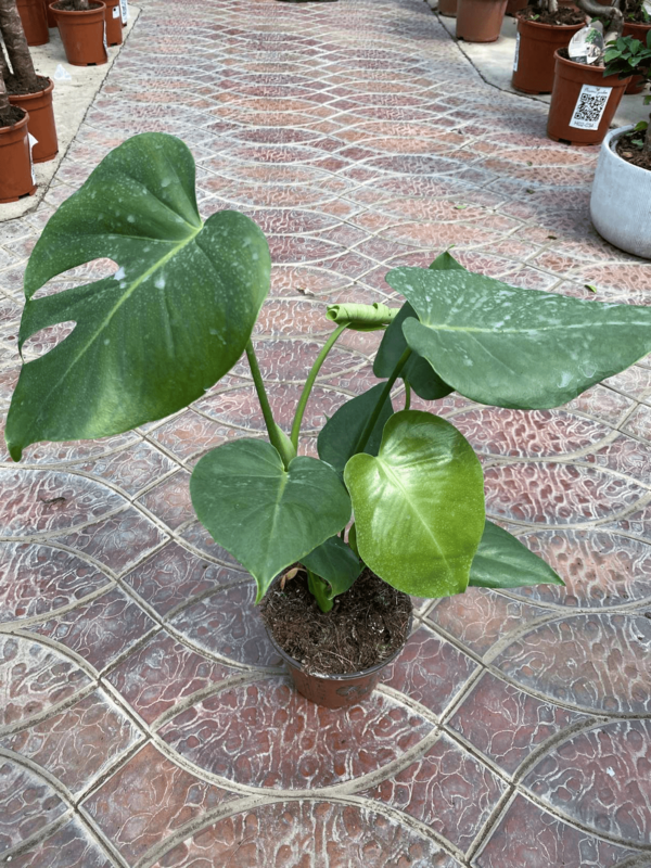 Monstera gurmi 003 - по запросу