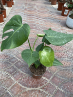 Monstera gurmi 003 - по запросу