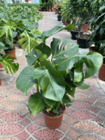 Монстера деликатесная 004 - по запросу