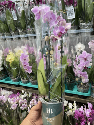 Phalaenopsis nafis kaskad