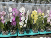 Falenopsis asian marvaridi