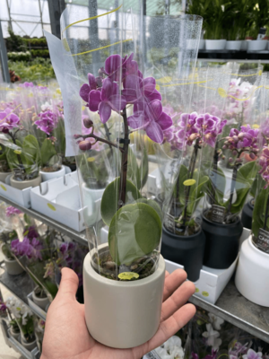 Phalaenopsis ko'p ora