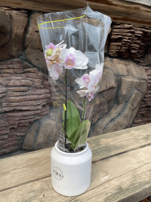 Phalaenopsis akva suti - Narx so&#039;rov asosida