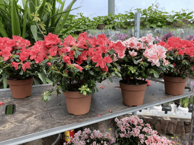 Рододендрон Симса - по запросу