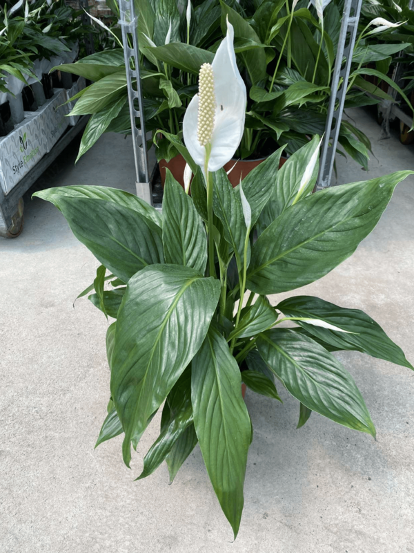 Роза Венделла verf blue