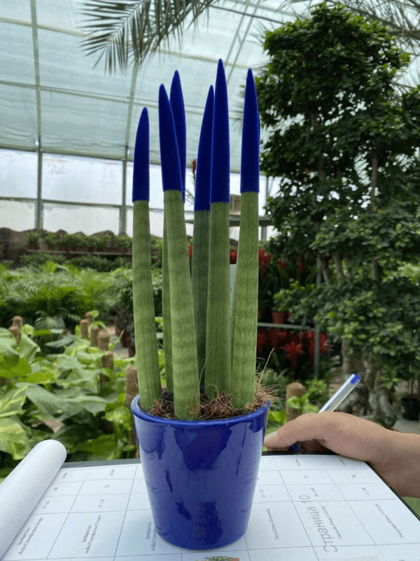 Sansevieria silindrsimon - по запросу