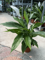 Спатифиллюм Bingo Cupido