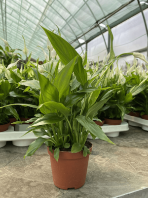 Спатифиллюм chopin