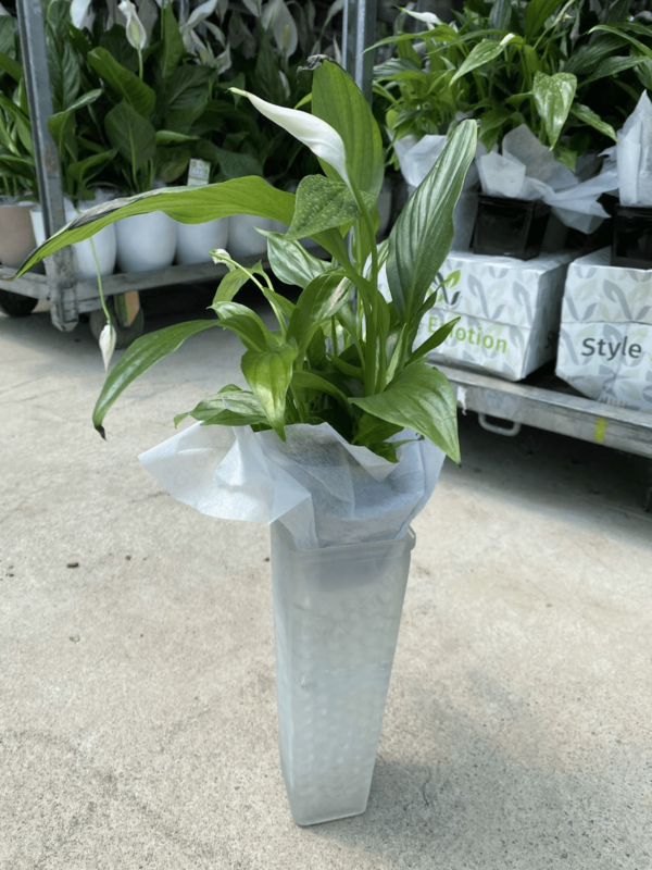 Спатифиллум Уоллиса 001 - по запросу