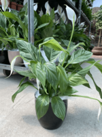 Спатифиллум Уоллиса 002