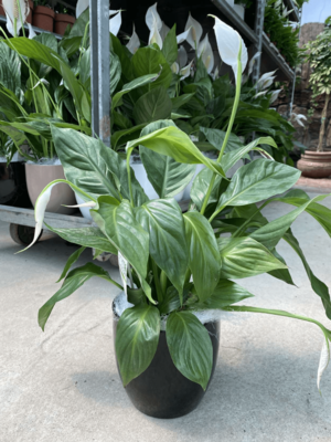 Спатифиллум Уоллиса 002