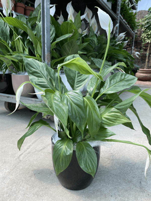 Спатифиллум Уоллиса 002