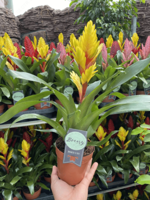 Vriezia krujkasi - Narx so&#039;rov asosida