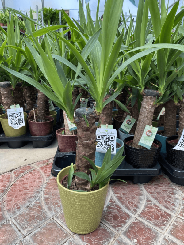 Юкка (Керамика) - по запросу